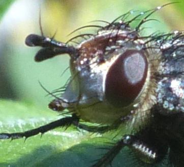 Peleteria rubescens